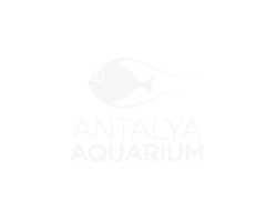 Antalya Akvaryum